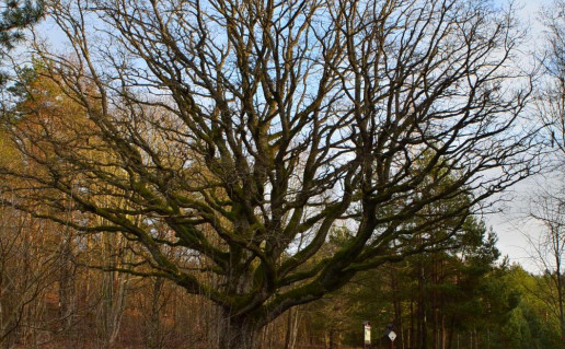 2_Stakų ąžuolas 2019 m. gruodis (3)_r1.jpg